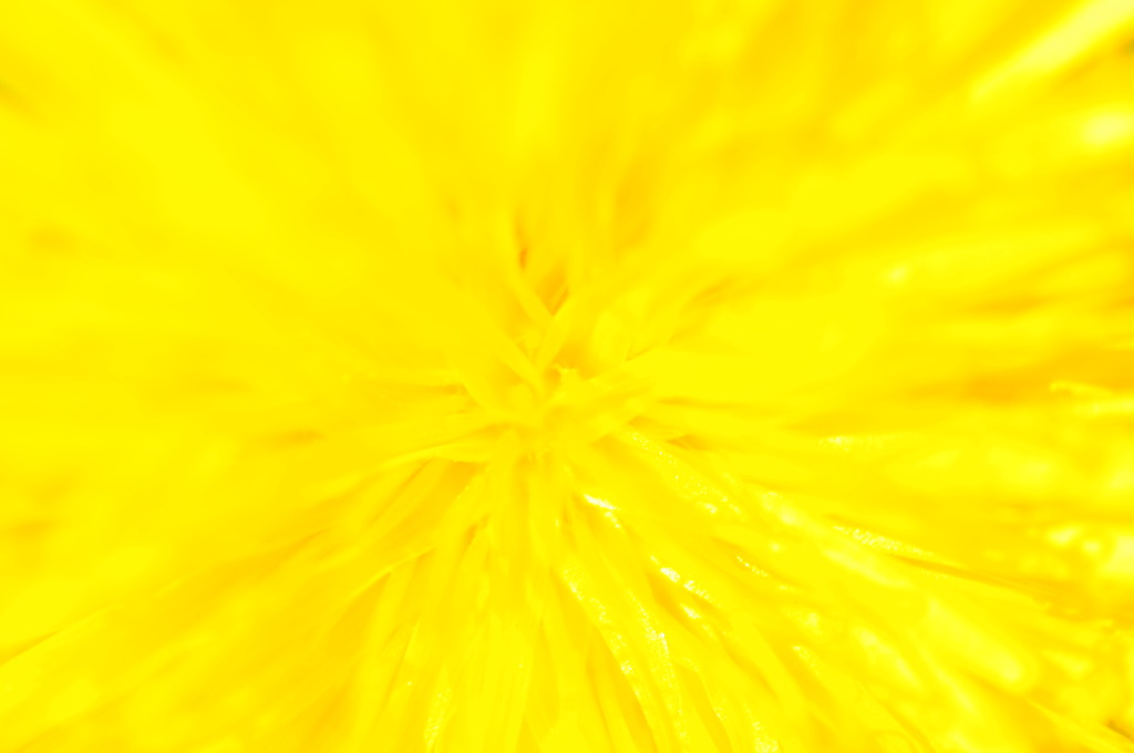 黄色い爆発