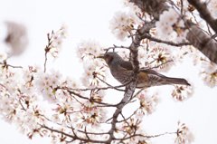 桜に憩うヒヨドリ