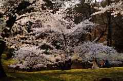 お花見の午後