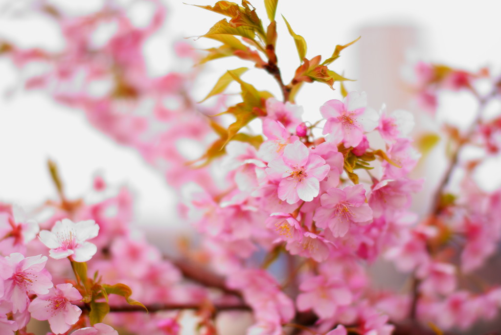 桜