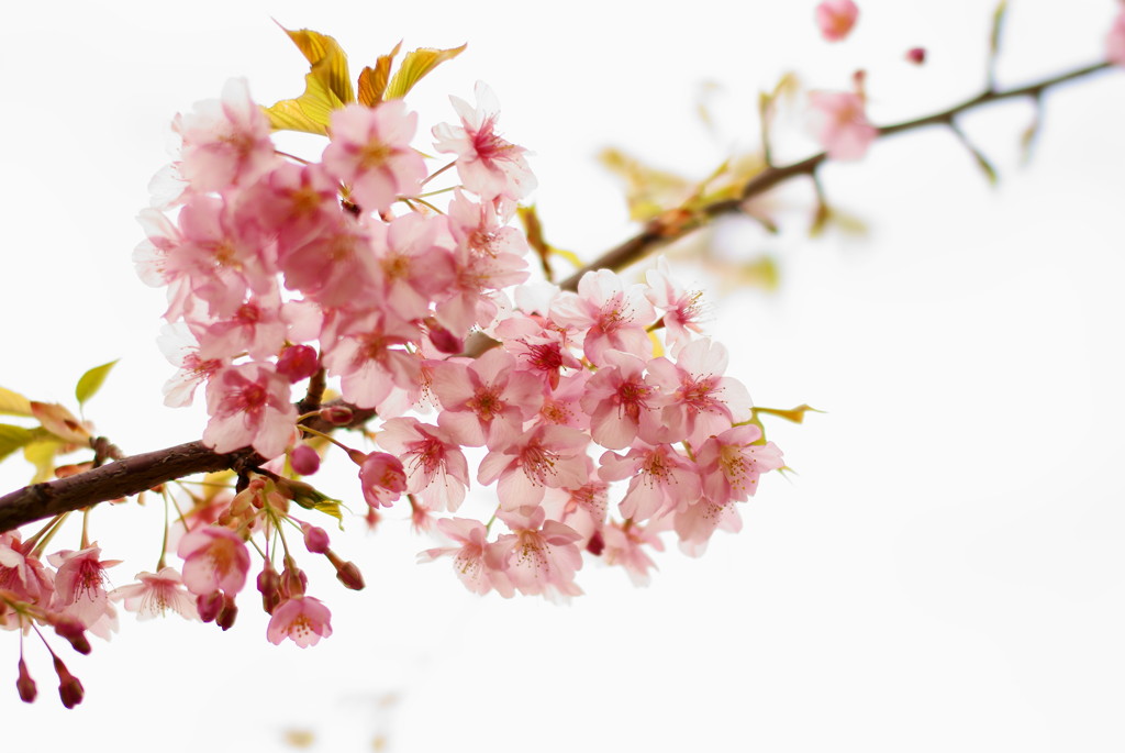 桜