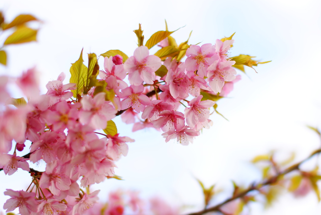 桜