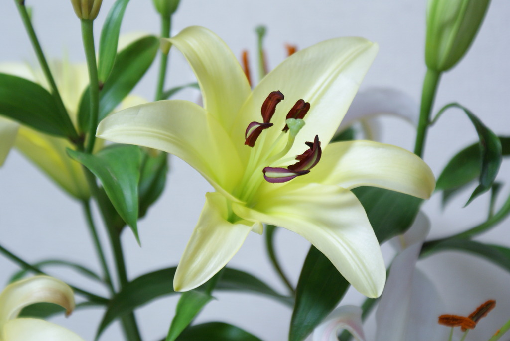 花