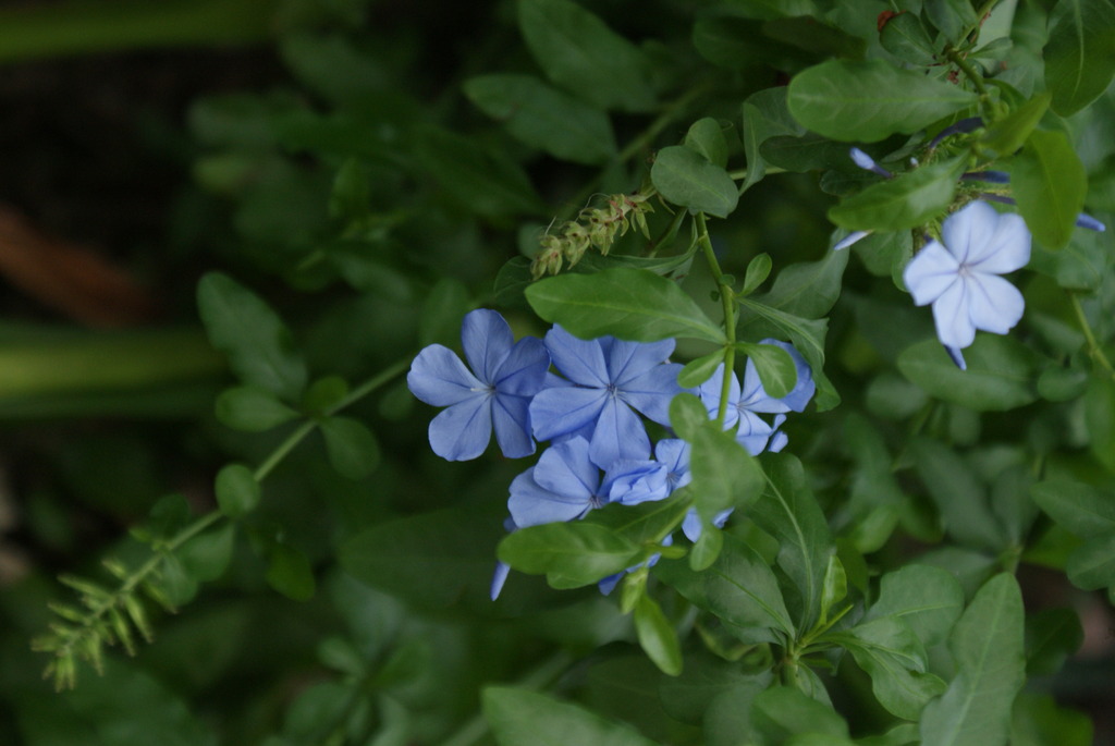花