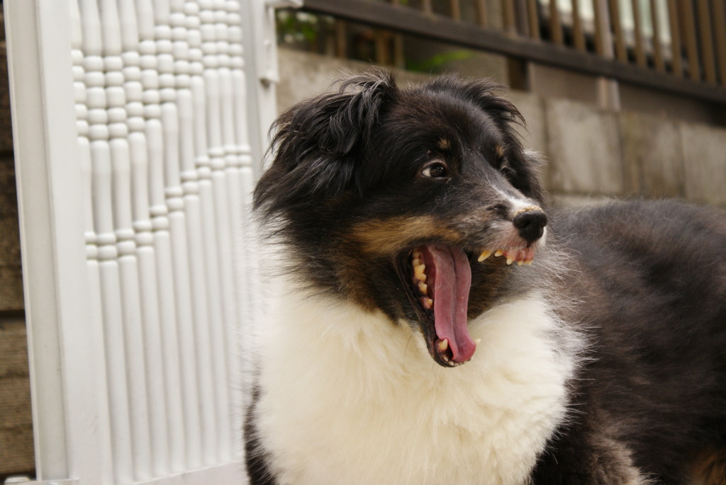 愛犬