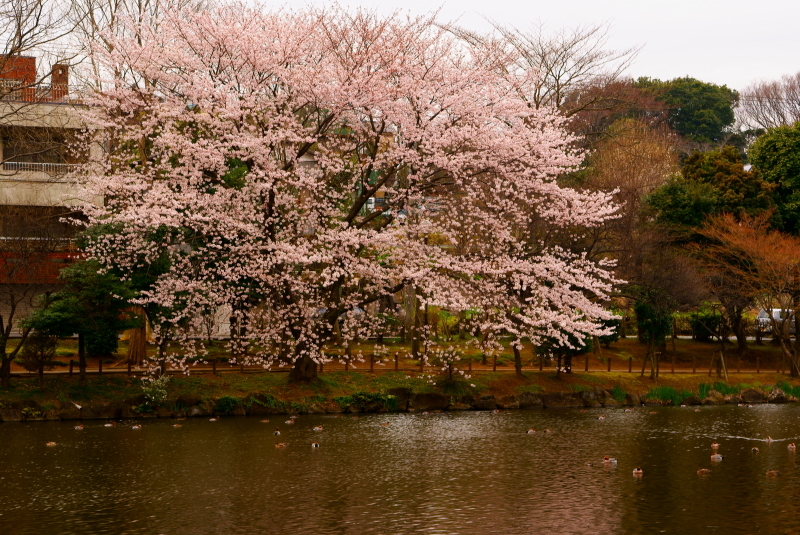 桜