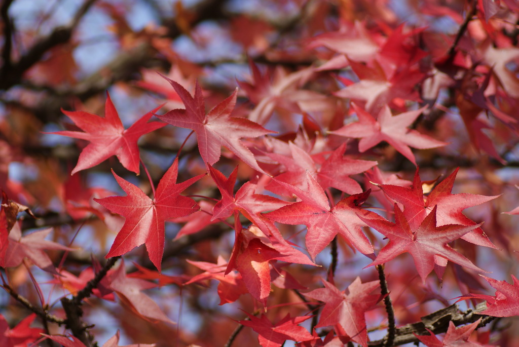 紅葉