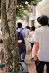 木の幹