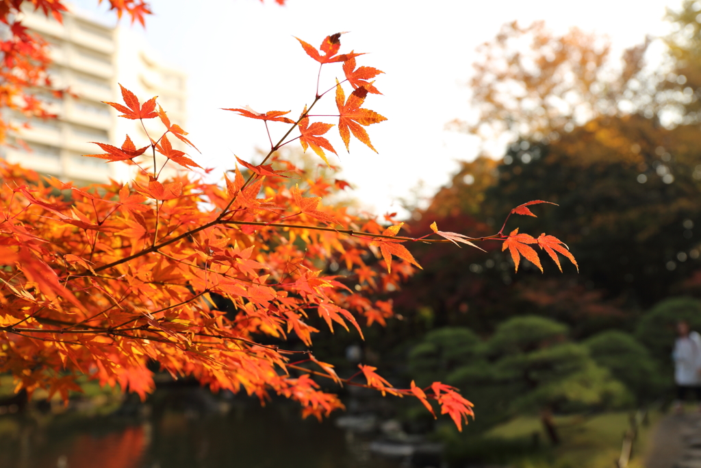 紅葉
