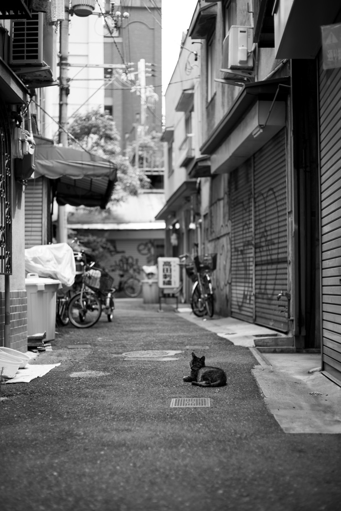 路地裏の猫
