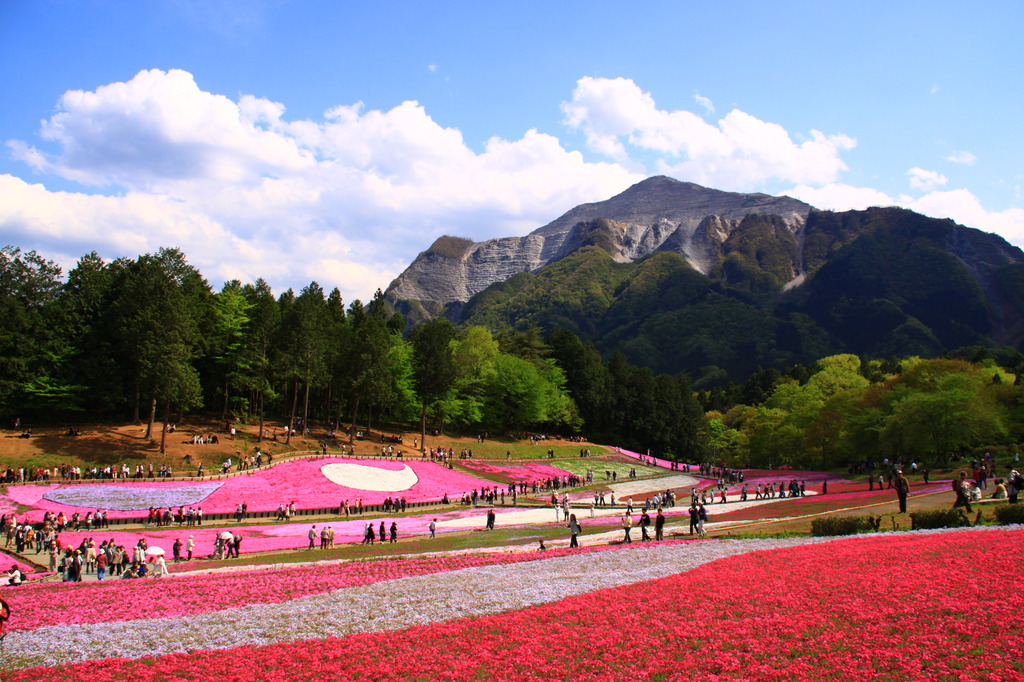 芝桜～