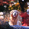 お犬様ｗ