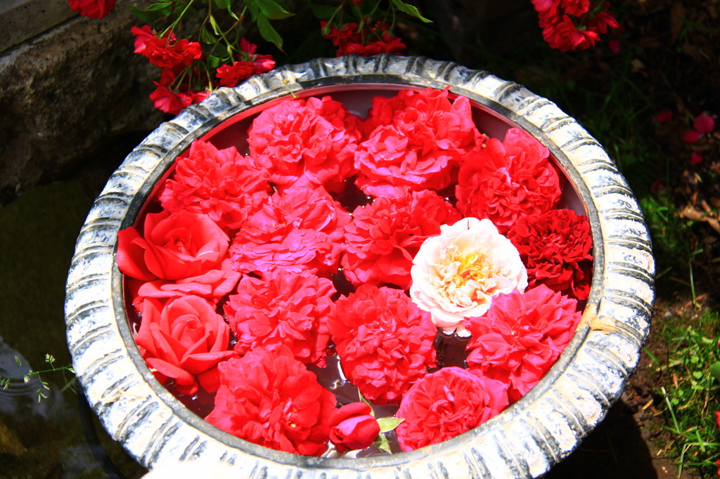薔薇