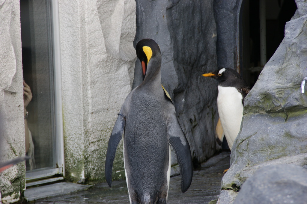 ペンギン