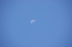朝の月