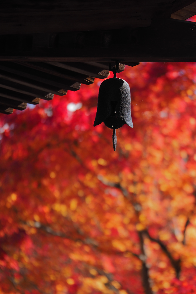 京都の紅葉2013　2-10