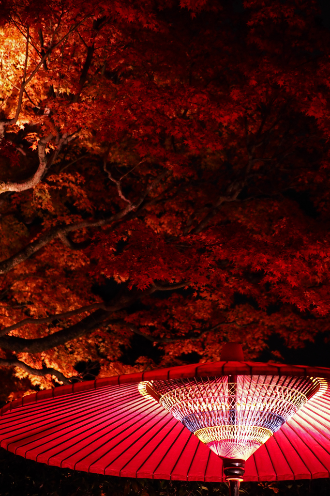 京都の紅葉2013　1-19