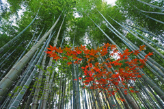 京都の紅葉2013　1-7