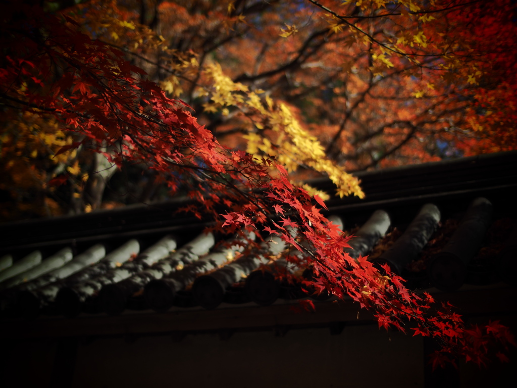 京都の紅葉2013　2-2