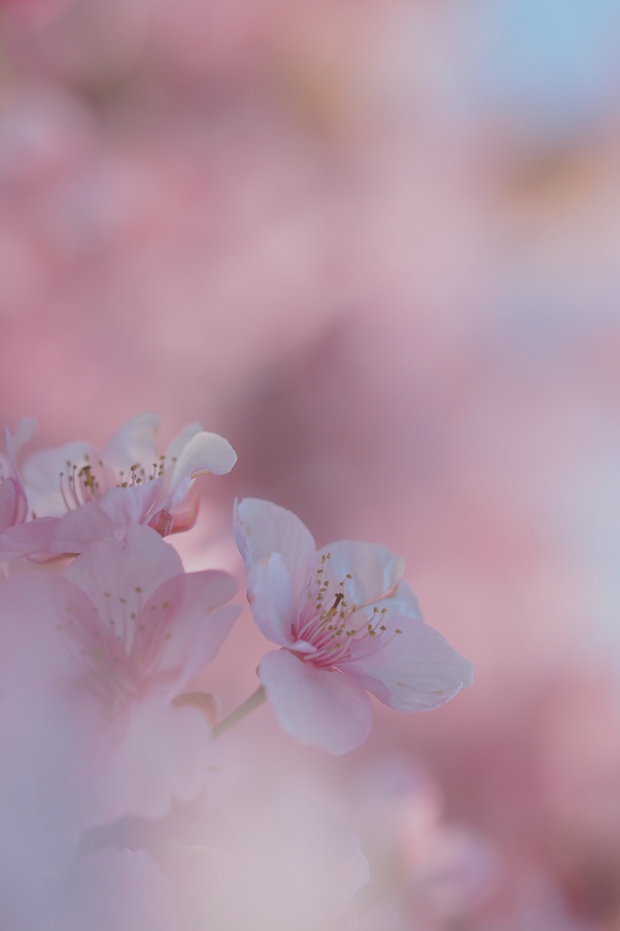 春夢～2