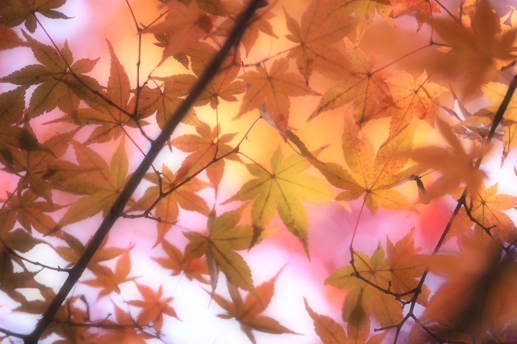 京都の紅葉2013 1-5