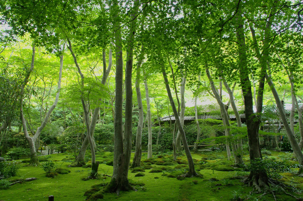 京都 新緑めぐり 2013　1