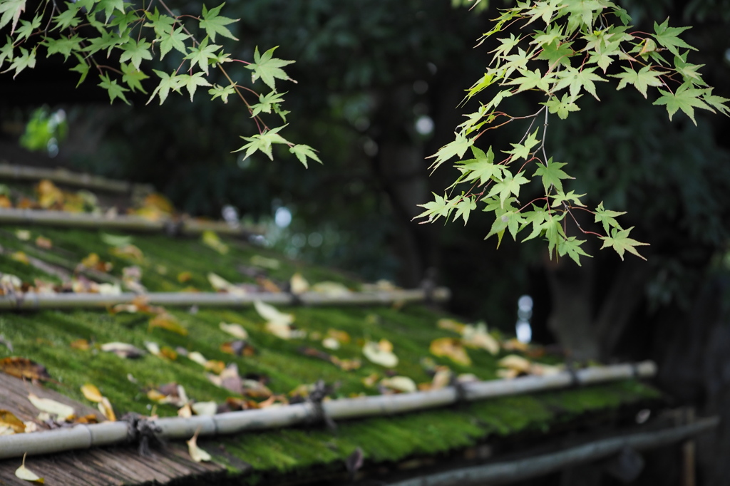 京都そぞろ歩き.14