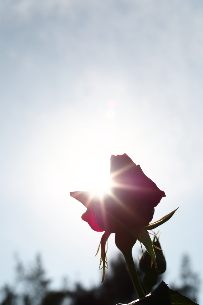Shiny Rose