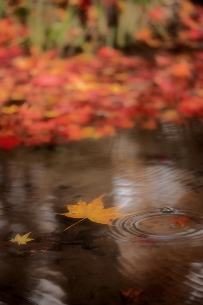 京都の紅葉2013　2-15