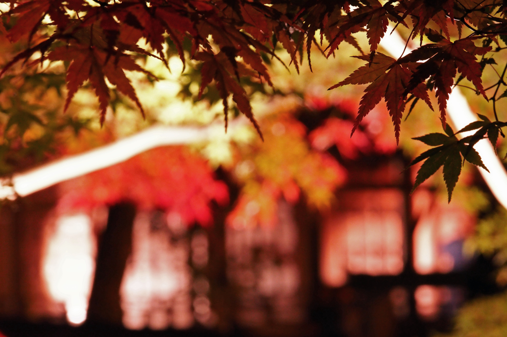 京都の紅葉2013　1-8