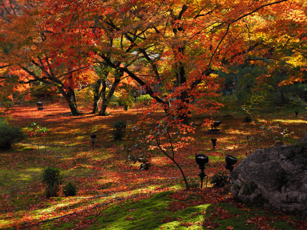 獅子吼の紅葉