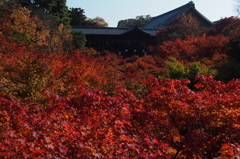 京都の紅葉2012　5