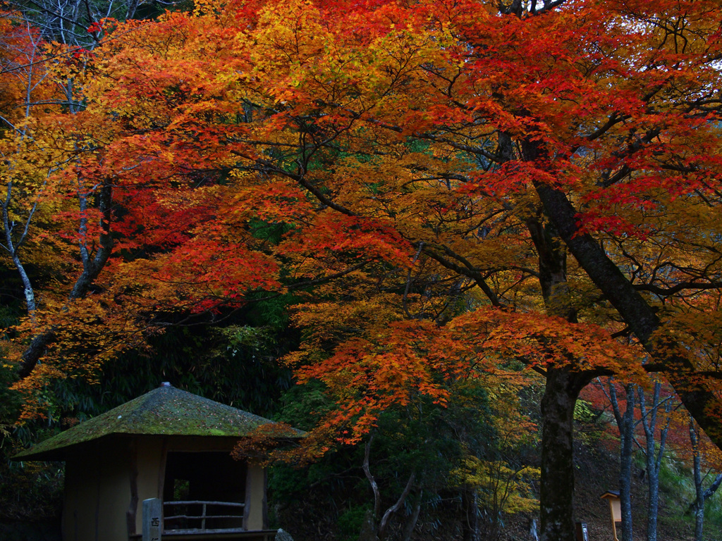 秋吉野