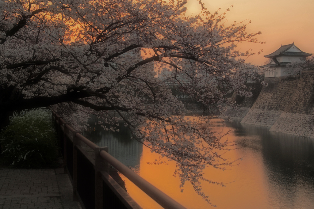 日暮れ桜