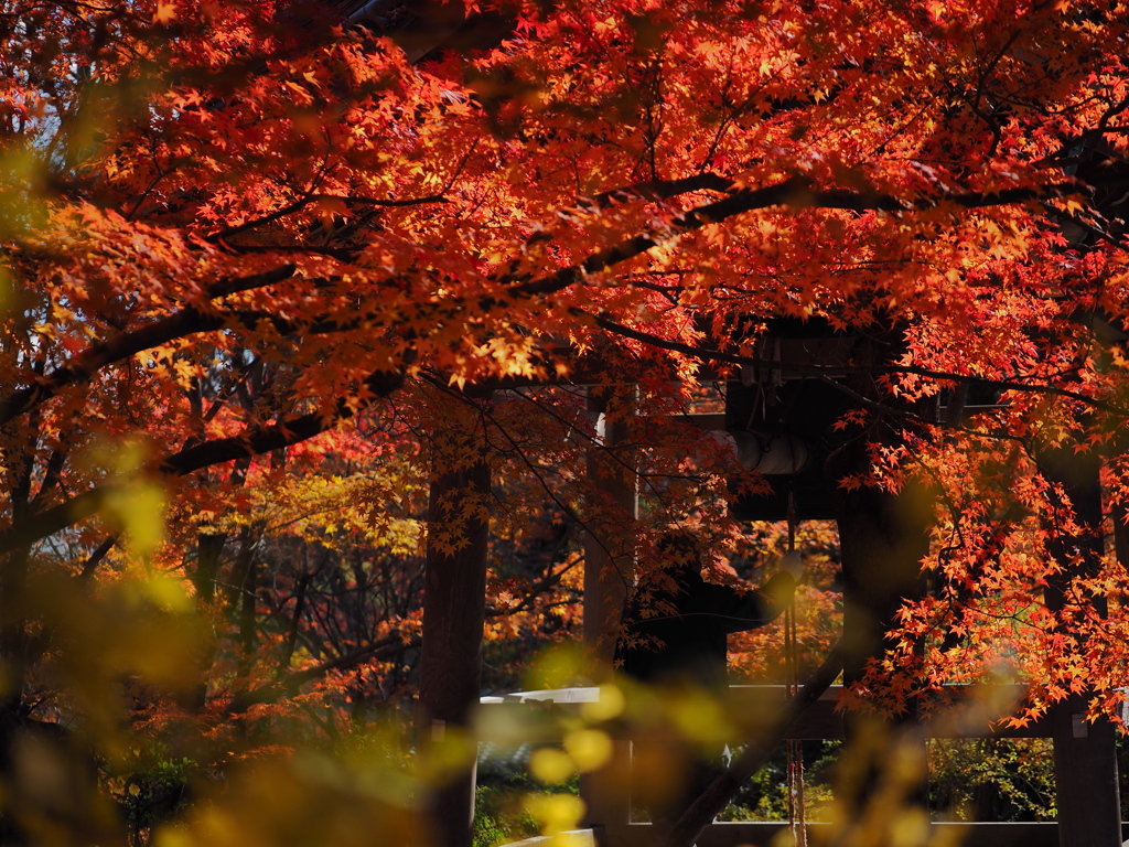 京都の紅葉2013　2-11