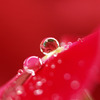 雨雫　Rouge
