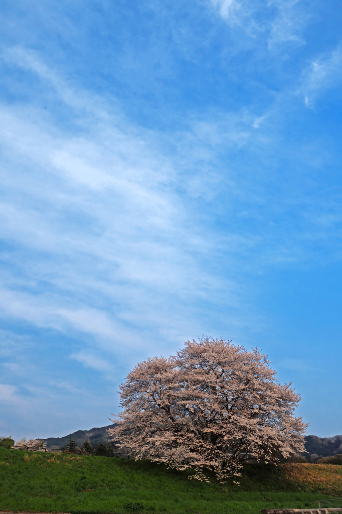 春空に一本桜