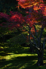 京都の紅葉2012　3