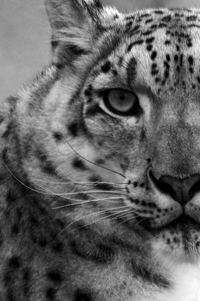 Wild Eyes  .1