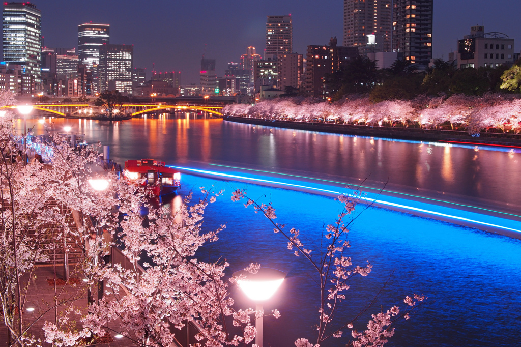 浪花夜桜の艶