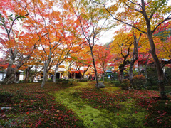 京都の紅葉2013　1-6