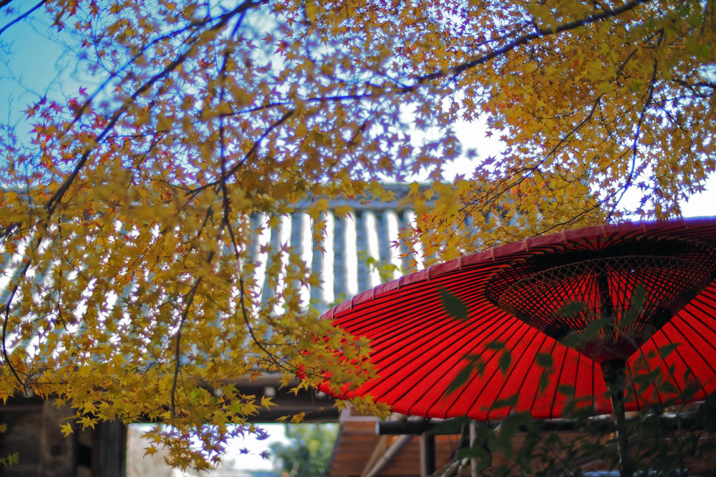 京都の紅葉2013　2-3