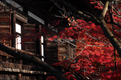 京都の紅葉2013　1-14