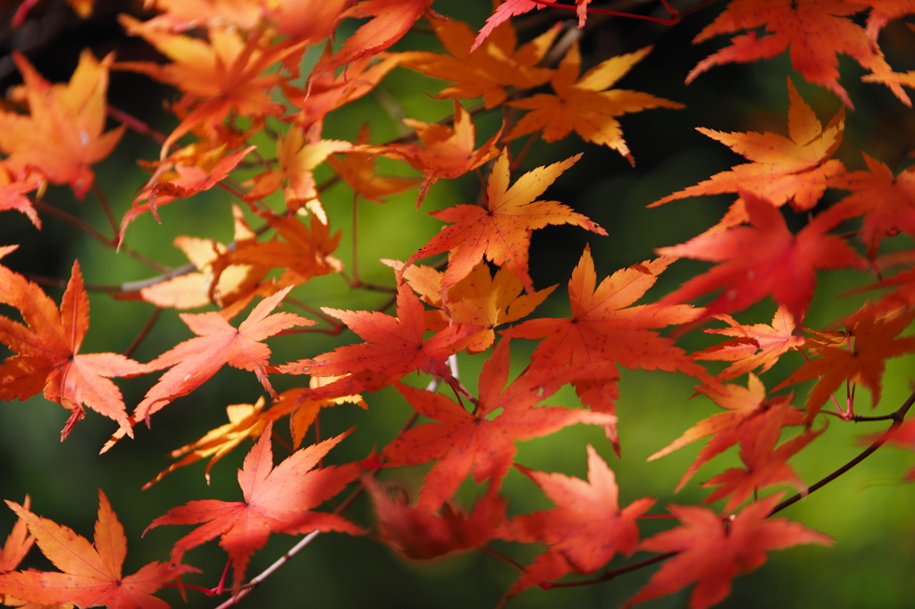 京都の紅葉2013　2-9