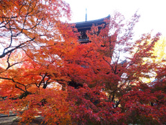 京都の紅葉2013 1-3