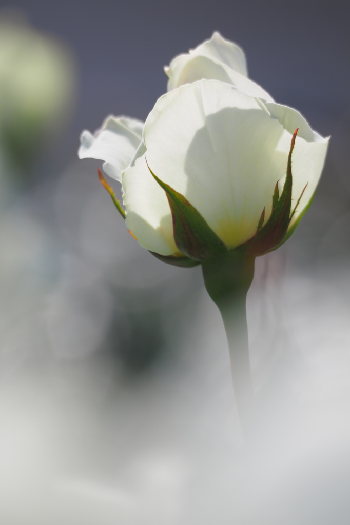 a lady in white