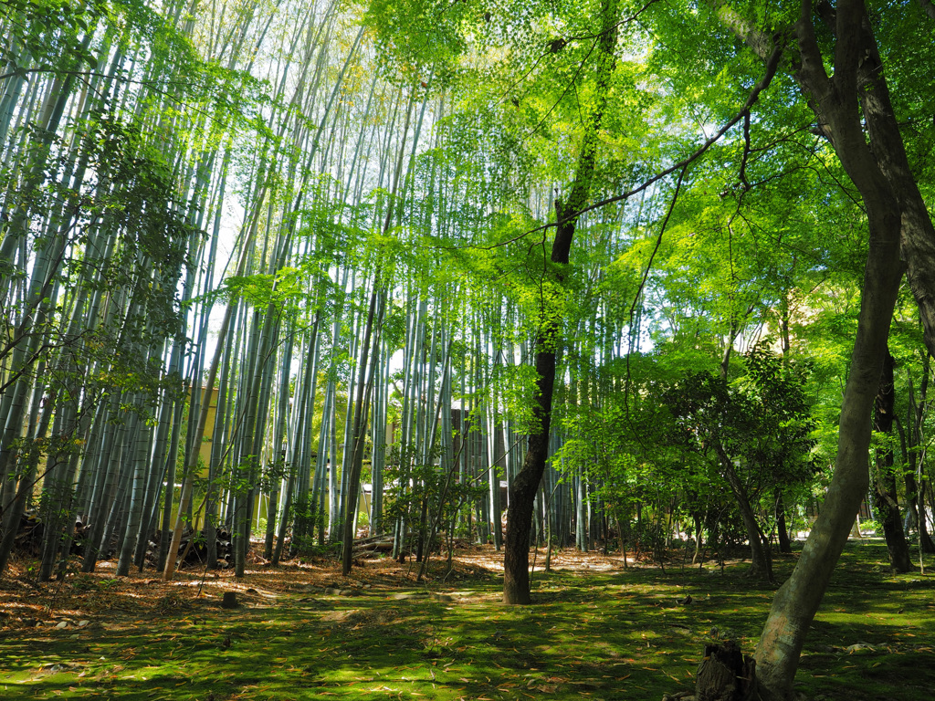 新緑の京都- 2
