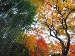 京都の紅葉2013 1-1