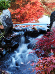 京都の紅葉2013　1-17