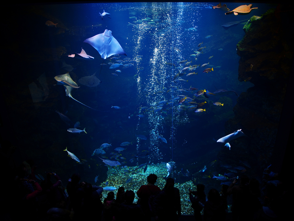 そうだ 京都水族館、行こう。